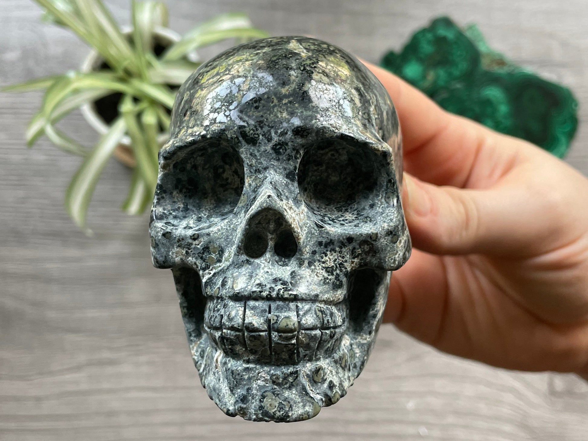 Kambaba Jasper Crystal Skull .55kg - The Wandering Fox Emporium, Your Metaphysical Store front
