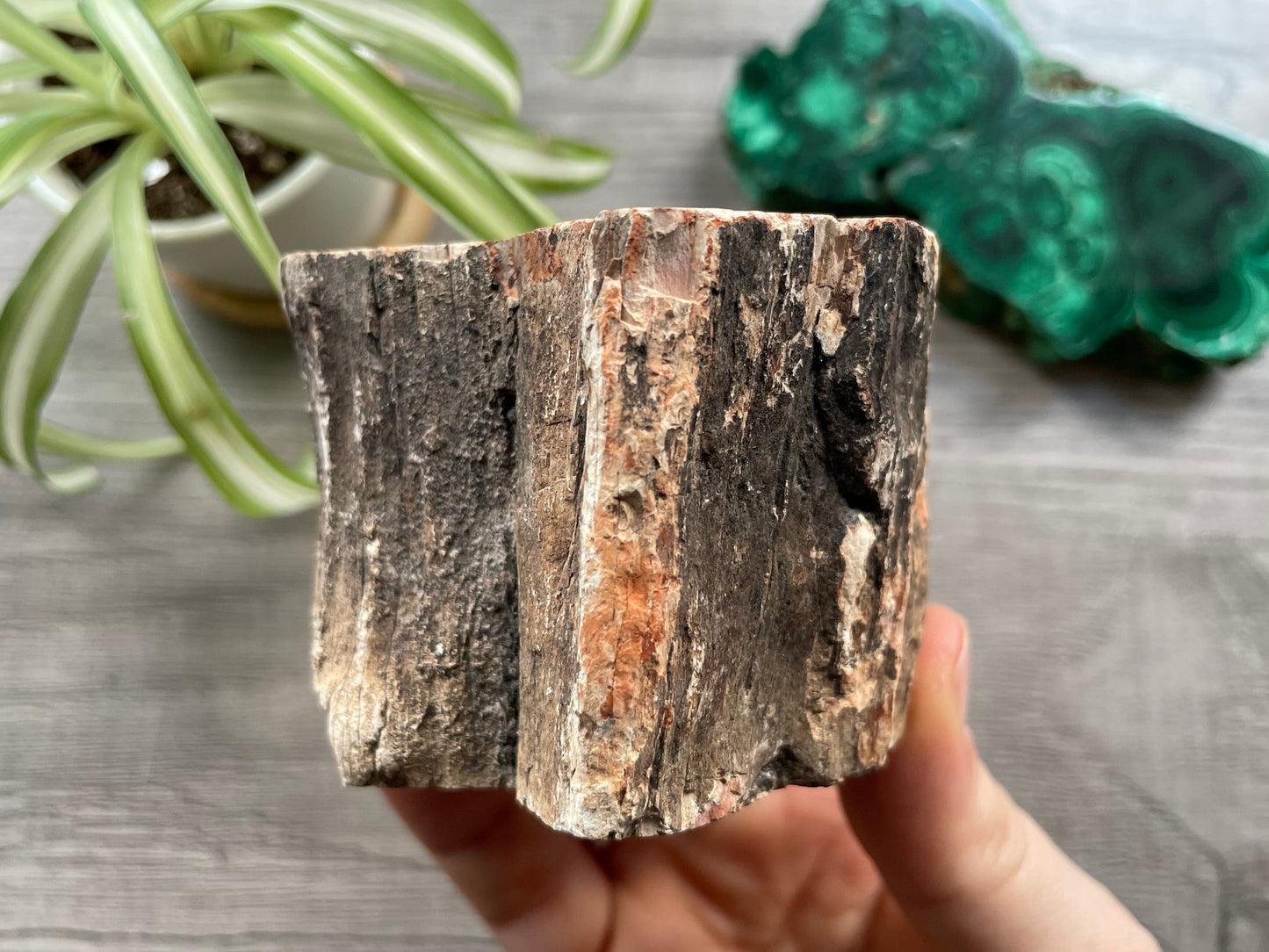 Petrified Wood Stump (B) side 2